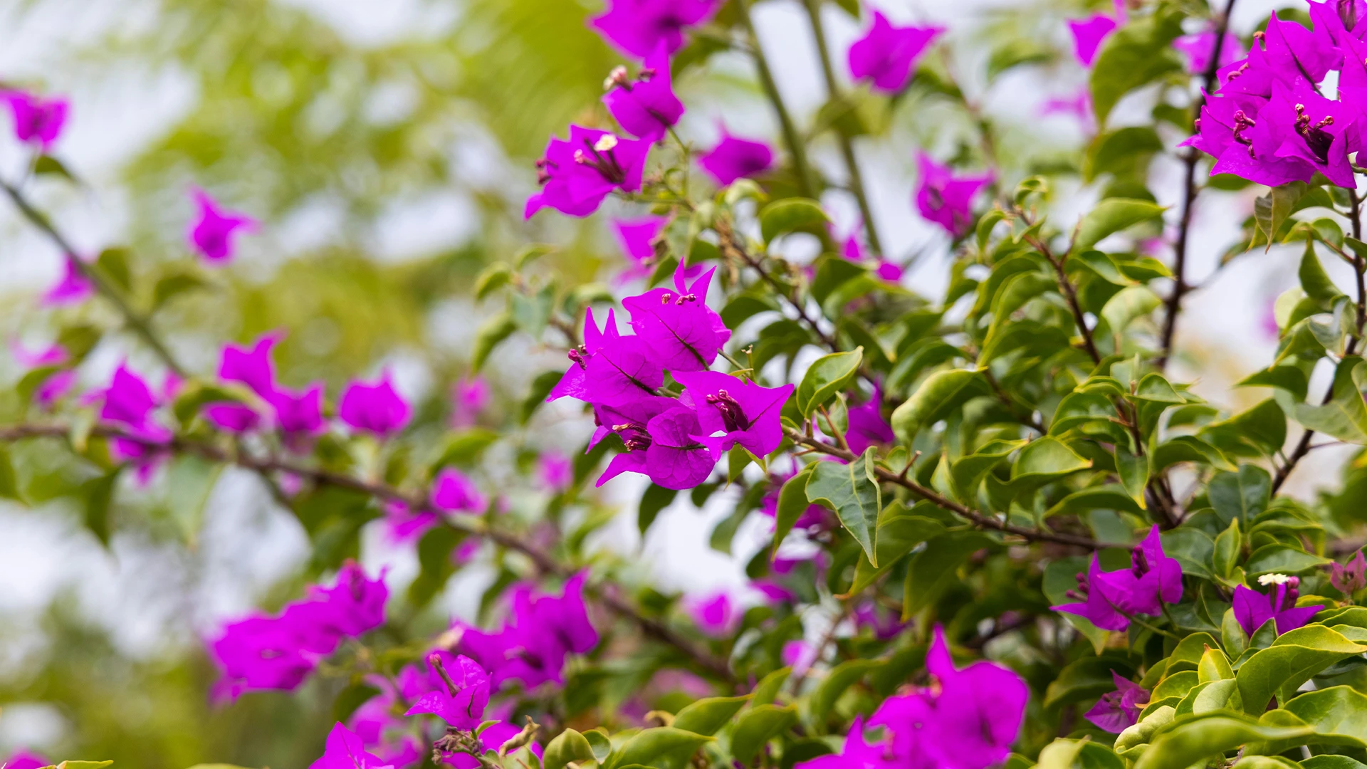 Nature That Honors the Soul